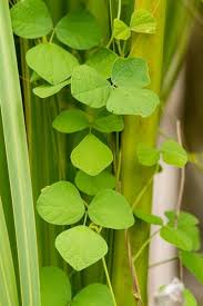 Image result for Rhynchosia sublobata