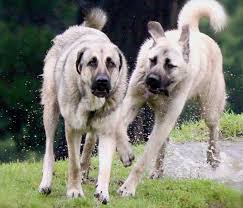 Anatollan Shepherd Dogs Running Takas Rage And Champion Takas Dragon Anatolian Shepherd Dog Kangal Dog Anatolian Shepherd
