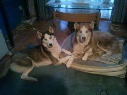 This socialization is also important, although huskies are an outgoing breed and do well with people and other pets. Siberian Husky Puppies Sydney Home Facebook