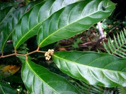 Image result for Dichapetalum