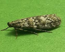 Image result for Altenia scriptella