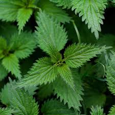 Image result for Urtica