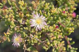 Image result for Corbichonia decumbens