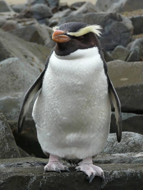 Mga resulta ng larawan para sa Fiordland penguin"