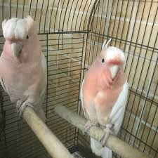 Bird Eggs For Sale Online Major Mitchell Cockatoos Cockatoo African Grey Parrot Blue Gold Macaw