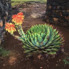 Image result for Aloe pienaarii