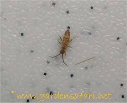If you have houseplants, they may have been living in the potting soil and simply escaped their pots. Gardensafari Miscellaneous Insects Locusts Lacewings Ant Lions May Flies And Earwigs With Lots Of Pictures