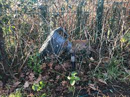 Fox with watering can on head prompts rescue operation | The Independent