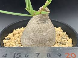 Image result for Stathmostelma