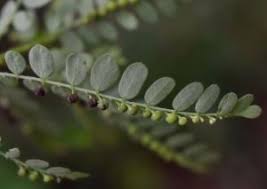 Image result for Phyllanthus fraternus