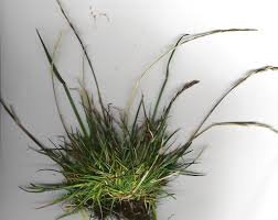 Image result for Enteropogon monostachyos