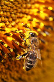 Check spelling or type a new query. I Love Pollinators Pollination Perennial Flowering Plants Planting Flowers