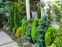 f id dancingbrave1986 20120618162749j image コニファー 庭 ガーデニング