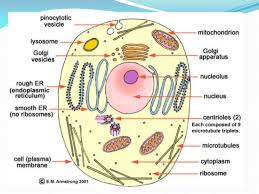 Check spelling or type a new query. Gambar Sel Tumbuhan Tingkatan 1 Explore To Koh S Science World Blog Sains Model Sel Sel Add To My Workbooks 20 Download File Pdf Embed In My Website Or Blog