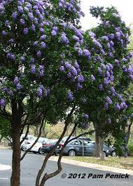 Best Smelling Tree In Texas Sophora Secundiflora Digging Texas Mountain Laurel Texas Landscaping Texas Trees