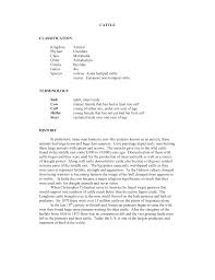 Cattle Classification Kingdom Animal Phylum Chordata