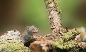 Comment Faire Sortir Une Souris De Sa Cachette Sosnuisibles Fr