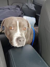 Beautiful, sweet, well trained female pitbull found wandering the streets  of Yellowwood Ln in West Jordan, UT. Please help me find her home ❤️