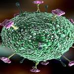  Kashmir doctors allay Nipah fear
