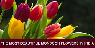 We did not find results for: Top 5 Monsoon Flowers In India Beautiful Monsoon Flower