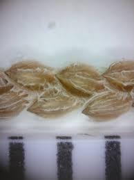 Image result for Digitaria longiflora