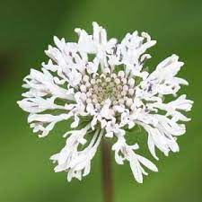 Join our friendly community that shares tips and ideas for gardens, along with seeds and plants. Marshallia Obovata Piedmont Barbara S Buttons North Carolina Extension Gardener Plant Toolbox