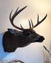Nature Of The Beast Taxidermy | Moosic PA