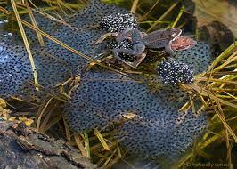 Tree frog eggs instead of laying eggs in water, some tree frogs deposit their spawn on leaves that overhang a pool. Wood Frog Eggs Naturally Curious With Mary Holland