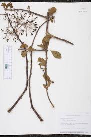 Image result for Pisonia aculeata