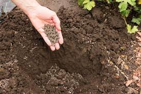 How Long To Compost Chicken Manure And Make It Garden - Ready - Grower Today