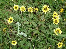 Pull dandelion weeds by hand or use a postemergence herbicide (designed. Weeds Lawn Problems Finelawn
