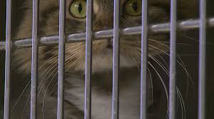 One suggestion i've heard is to ask the potential adopter to make a donation to a local humane society or pet rescue organization. King S Harvest Pet Rescue Encourages Families To Adopt A Cat Wqad Com