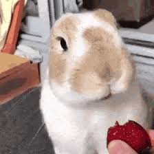 One comment to turtle eating strawberry animation? Best Eating Strawberrie Gifs Gfycat