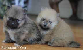 pomeranian puppy care