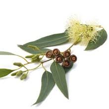 Thuốc viêm xoang, viêm mũi eucalyptus radiata ấn độ. Organic Eucalyptus Radiata Altho Laboratory Gascony