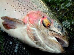 Det är också enklare än. Blink Vs Udveksling Fisk Med Den Rigtige Hastighed