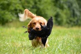 Naming a female dog goes way beyond appearance, though your fluffy or sleek dog might have a personality to match. Girl Dog Names That Start With B Giggle Pets