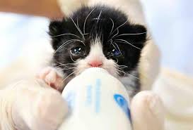 Rancho cucamonga is a pretty sleepy bedroom community of the greater los angeles megalopolis, although in a different county (san bernardino). Rancho Cucamonga S Kitten Nursery Steps Up Western City Magazine