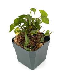 Image result for Elaphoglossum