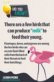Birds That Can Produce Milk Fun Facts About Animals Fun Facts For Kids Flamingo Facts
