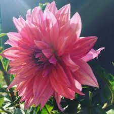 Dahlias And Zinnias In A Florida Flower Garden Garden Of Aquarius Florida Flowers Florida Gardening Flower Garden Pictures
