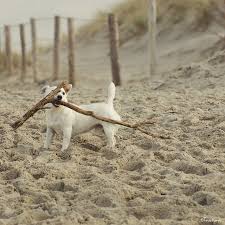 Megalomania Dog Beach Jack Russell Dog Life