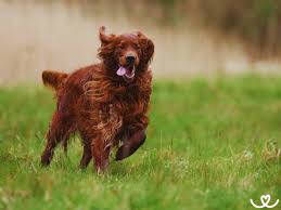 Image result for irský setr