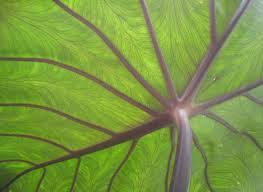 For leaves of specific shrubs or trees,. Leaf Venation Flashcards Quizlet