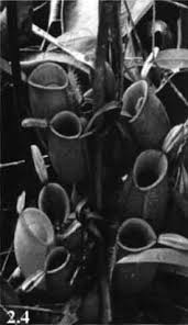 Image result for Pandanus chiliocarpus