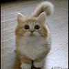 To celebrate the funniness of felines, we present the fifteen funniest cat gifs of all time: Https Encrypted Tbn0 Gstatic Com Images Q Tbn And9gct8ubdultzt2fsxyszbwi Dof5e26j4zx4jworab98 Usqp Cau