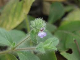 Image result for Nelsonia canescens