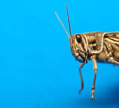 We Ll All Eat Grasshoppers Once We Know How To Raise Them Wired