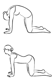 Cat cow pose is a great yoga flow practice especially when your body craves a quick break. Cat Cow Pose Totes Yoga Mid Sussex Health Wellbeing