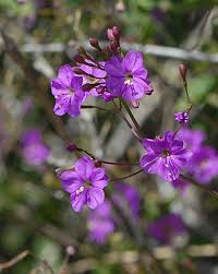 Image result for Commicarpus